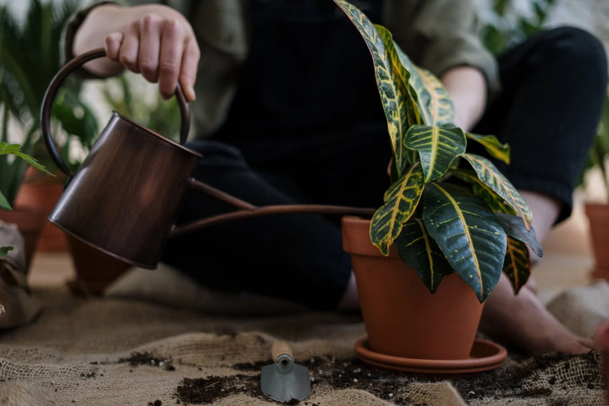 How Often & How Much You Should Water Houseplants